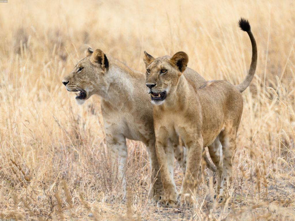 វិធីសាស្រ្តការបាញ់សត្វខាងក្រៅ